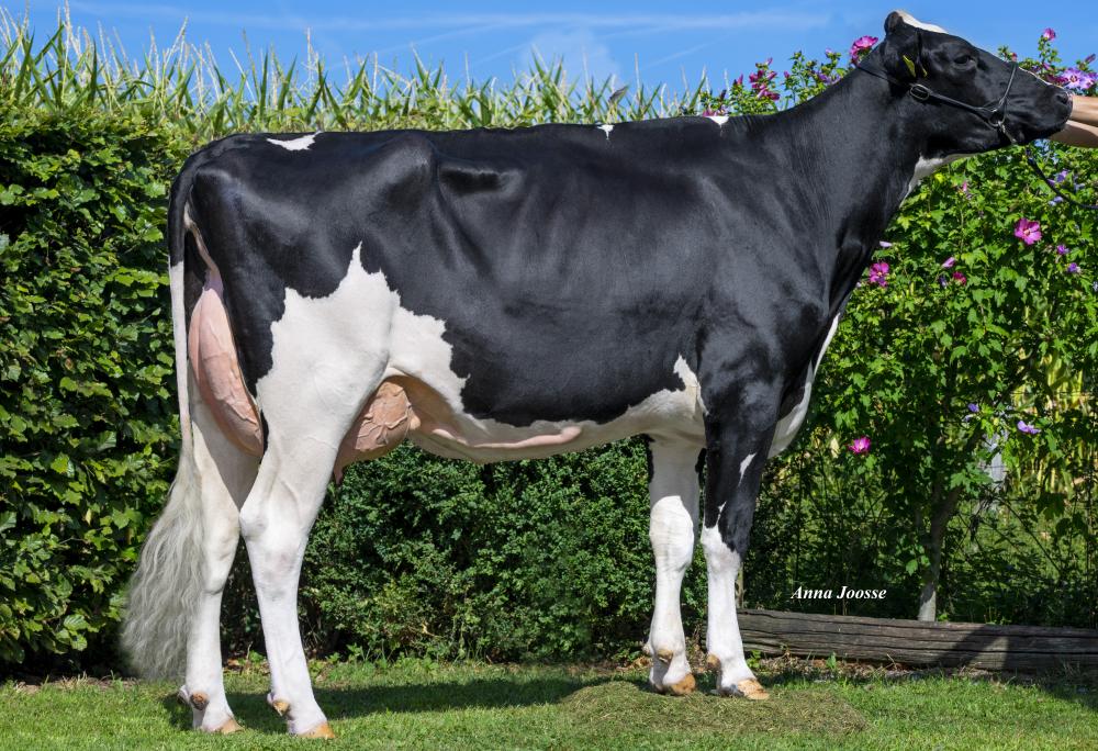 Mutter: SHV Dreamline PP RF VG 85 / VG 87 Euter